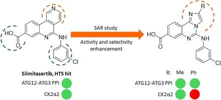 Structure–activity relationship study of small-molecule inhibitor of Atg12-Atg3 protein–protein interaction