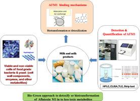 Aflatoxin removal and biotransformation aptitude of food grade bacteria from milk and milk products- at a glance