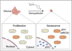 Deoxyarbutin targets mitochondria to trigger p53-dependent senescence of glioblastoma cells