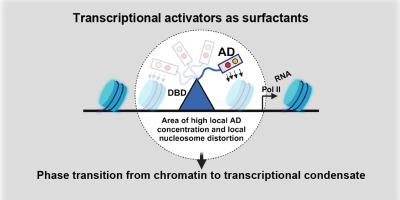 The Enigma of Transcriptional Activation Domains