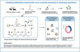 Candidatus Midichloria mitochondrii can be vertically transmitted in Hyalomma anatolicum