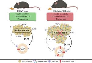 High-fat diet impact on prostate gland from adiponectin knockout mice: Morphometric, metabolic and inflammatory cytokines analyses