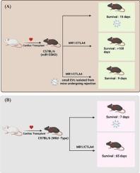 Regulation of cardiac allograft immune responses by microRNA-155