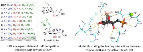 Exploring fluorinated heptose phosphate analogues as inhibitors of HldA and HldE, key enzymes in the biosynthesis of lipopolysaccharide