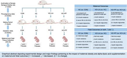 Influence of maternal α-lipoic acid supplementation in Sprague Dawley rats on maternal and fetal metabolic health in pregnancies complicated by obesity