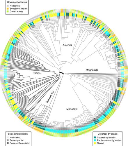 Diversity and functional differentiation of renewal buds in temperate herbaceous plants