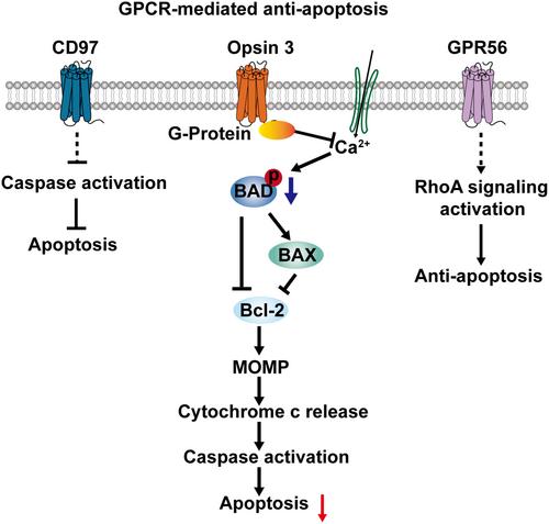 G protein coupled receptor in apoptosis and apoptotic cell clearance