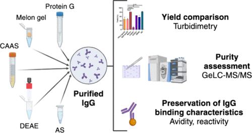 Comparative Analysis of Laboratory-Scale Immunoglobulin G Purification Methods from Human Serum