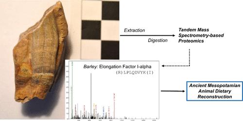 Use of Proteomics for Dietary Reconstruction: A Case Study Using Animal Teeth from Ancient Mesopotamia