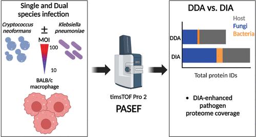 Comparative Cross-Kingdom DDA- and DIA-PASEF Proteomic Profiling Reveals Novel Determinants of Fungal Virulence and a Putative Druggable Target