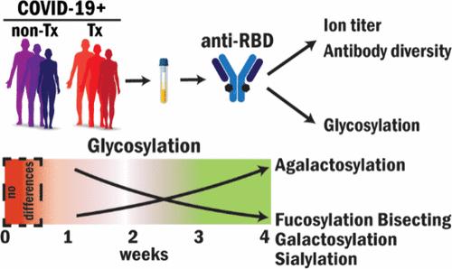 Characterization of the Antibody Response to SARS-CoV-2 Infection in COVID-19 Transplant versus Nontransplant Recipients by Ig-MS