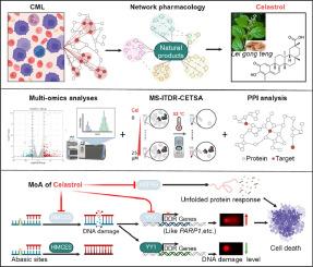 Celastrol induces DNA damage and cell death in BCR-ABL T315I-mutant CML by targeting YY1 and HMCES