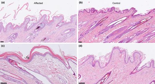 Heterozygous DSP in-frame deletion in a poodle with syndromic ichthyosis involving additional hair and tooth abnormalities