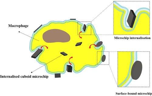 Cuboids Prevail When Unraveling the Influence of Microchip Geometry on Macrophage Interactions and Metabolic Responses