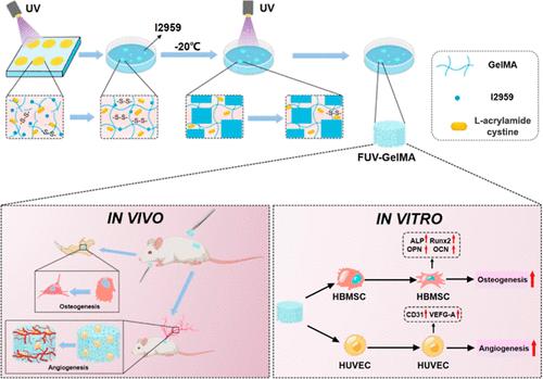 Porous Gelatin Methacrylate Gel Engineered by Freeze-Ultraviolet Promotes Osteogenesis and Angiogenesis