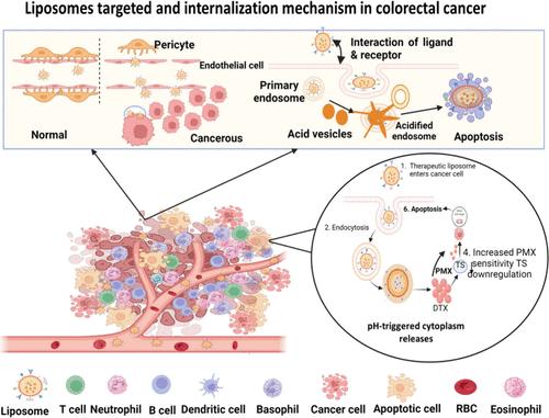 Strategic Developments in Polymer-Functionalized Liposomes for Targeted Colon Cancer Therapy: An Updated Review of Clinical Trial Data and Future Horizons