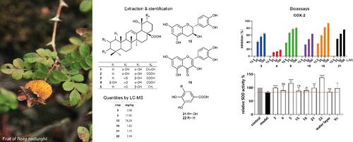 Fruits from Rosa roxburghii: A Valuable Bioresource of Potent Radical Scavengers and Novel Ursane-Type Triterpenoids