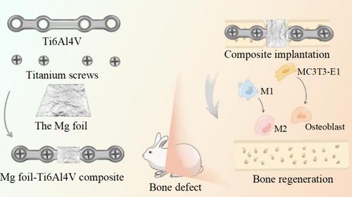 Construction of a Titanium–Magnesium Composite Internal Fixation System for Repairing Bone Defects