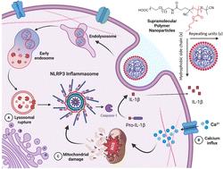 Varying the hydrophobic core composition of polymeric nanoparticles affects NLRP3 inflammasome activation†
