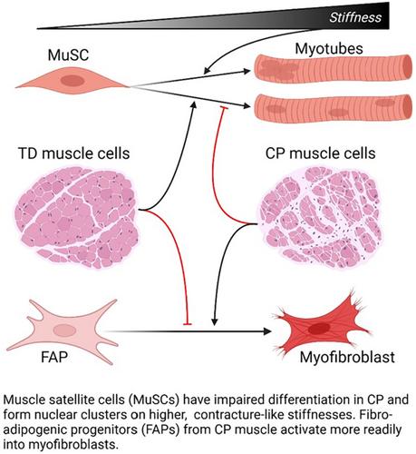 Muscle satellite cells and fibro-adipogenic progenitors from muscle contractures of children with cerebral palsy have impaired regenerative capacity