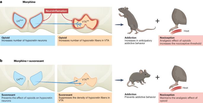 Hypocretin receptor antagonists prevent opioid addiction