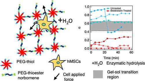 Cell–Material Interactions in Covalent Adaptable Thioester Hydrogels