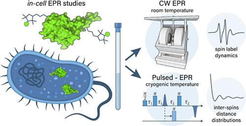 Impact of Cellular Crowding on Protein Structural Dynamics Investigated by EPR Spectroscopy