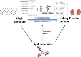 Dissect the association between per- and polyfluoroalkyl substances (PFAS) and kidney function from the perspective of lipid molecules