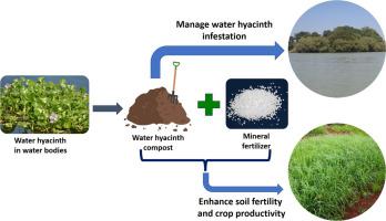 Sustainable weed management and soil enrichment with water hyacinth composting and mineral fertilizer integration