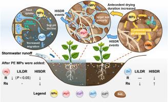 The interaction of microplastic and heavy metal in bioretention cell: Contributions of water-soil-plant system