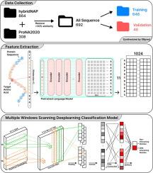 Deciphering the Language of Protein-DNA Interactions: A Deep Learning Approach Combining Contextual Embeddings and Multi-Scale Sequence Modeling