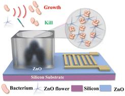 Controlling bacterial growth and inactivation using thin film-based surface acoustic waves†