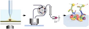 Single and few cell analysis for correlative light microscopy, metabolomics, and targeted proteomics†