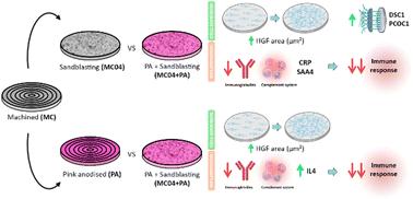 Combining sandblasting and pink anodisation of Ti implants as a promising method for improving fibroblast adhesion and immune response†