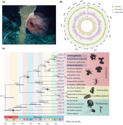 Chromosome-level genome assembly of a deep-sea Venus flytrap sea anemone sheds light upon adaptations to an extremely oligotrophic environment