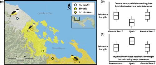 Genetic and telomeric variability: Insights from a tropical avian hybrid zone