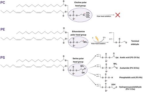 The non-enzymatic oxidation of phosphatidylethanolamine and phosphatidylserine and their intriguing roles in inflammation dynamics and diseases