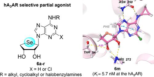 Structure–Activity Relationship of Truncated 4′-Selenonucleosides: A3 Adenosine Receptor Activity and Binding Selectivity
