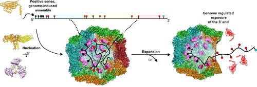 Visualizing Viral RNA Packaging Signals in Action