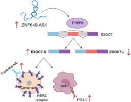 LncRNA ZNF649-AS1 promotes trastuzumab resistance and TAM-dependent PD-L1 expression in breast cancer by regulating EXOC7 alternative splicing