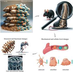 Effects of T-2 and deoxynivalenol mycotoxins on mouse spinal bone growth and integrity