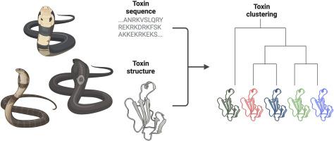 V-ToCs (Venom Toxin Clustering): A tool for the investigation of sequence and structure similarities in snake venom toxins