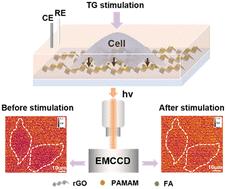 In situ interface reaction-enabled electrochemiluminescence imaging for single-cell formaldehyde release analysis†