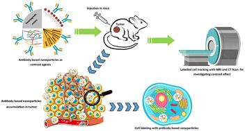 Antibody conjugates as CT/MRI Theranostics for diagnosis of cancers: a review of recent trends and advances