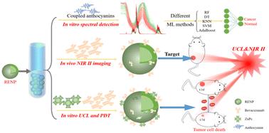 Upconversion and NIR-II luminescent rare earth nanoparticles combined with machine learning for cancer theranostics†