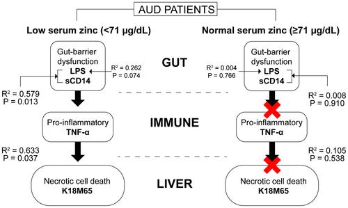 The gut-immune-liver axis in patients with alcohol use disorder and clinically low serum zinc levels