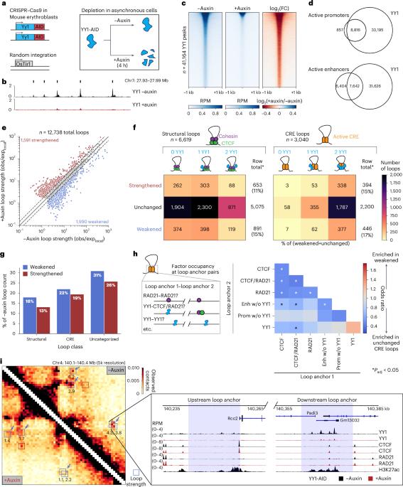 YY1-controlled regulatory connectivity and transcription are influenced by the cell cycle