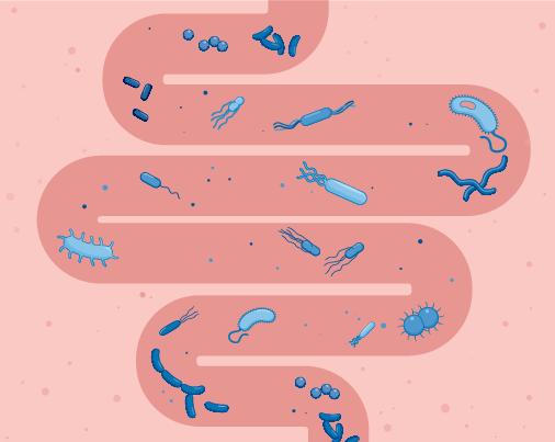 Microbial hydrogen sulfide hampers L-cell GLP-1 production