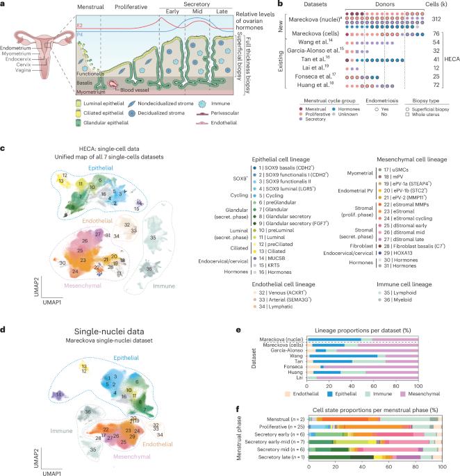 An integrated single-cell reference atlas of the human endometrium