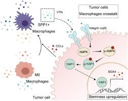 Identification of SPP1+ macrophages in promoting cancer stemness via vitronectin and CCL15 signals crosstalk in liver cancer